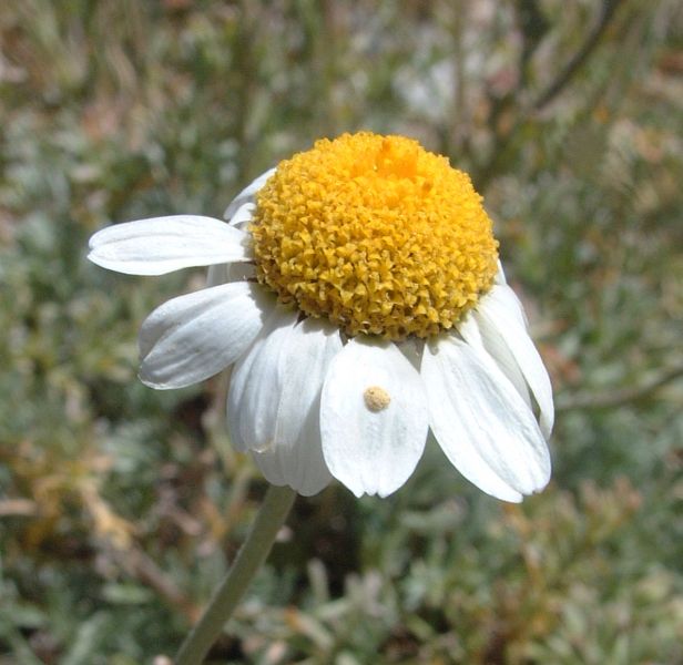 Anthemis cretica  / Camomilla montana